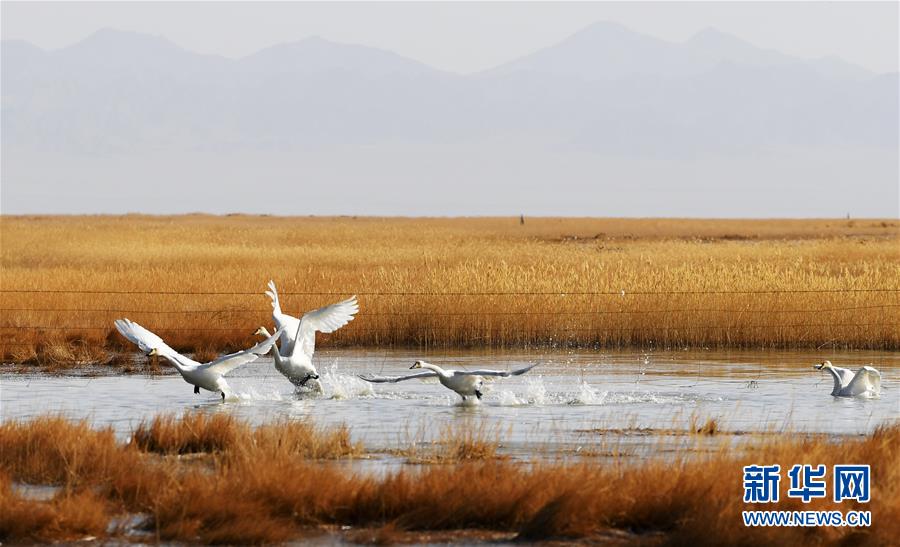（美丽中国）（5）甘肃阿克塞：湿地冰融 候鸟北归