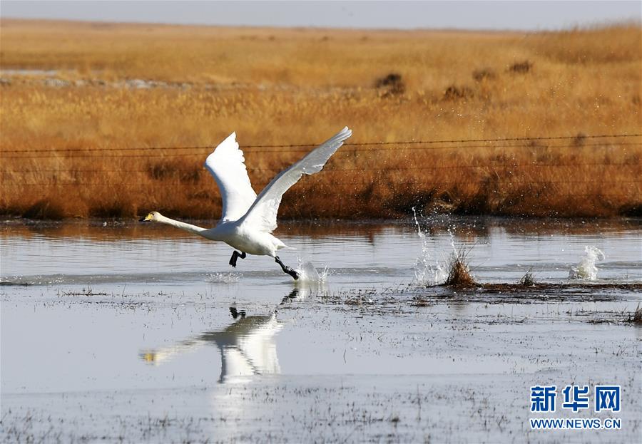 （美丽中国）（4）甘肃阿克塞：湿地冰融 候鸟北归