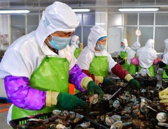 （经济）（5）福建连江：小鲍鱼 大产业