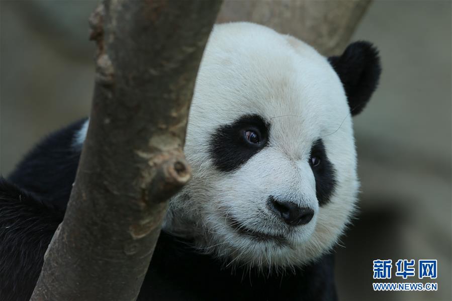 （国际）（2）旅韩大熊猫“爱宝”“乐宝”来韩三周年