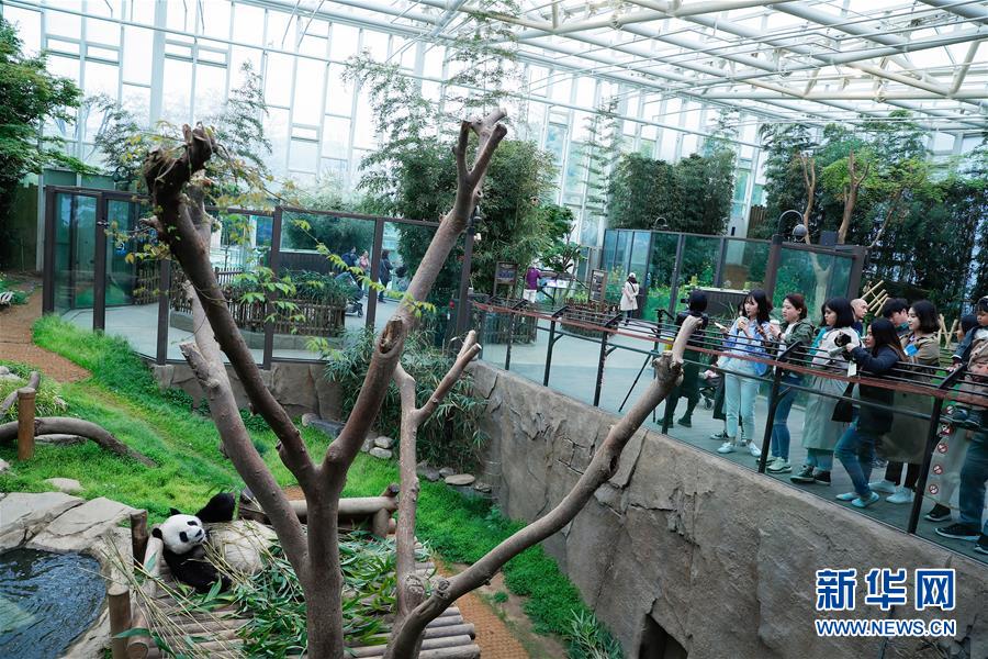 （国际）（4）旅韩大熊猫“爱宝”“乐宝”来韩三周年