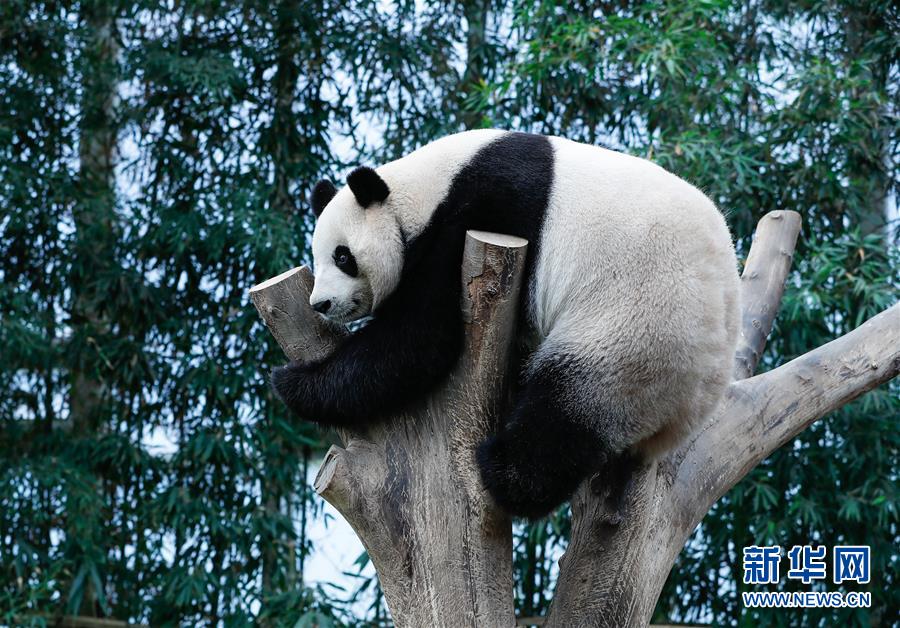 （国际）（1）旅韩大熊猫“爱宝”“乐宝”来韩三周年