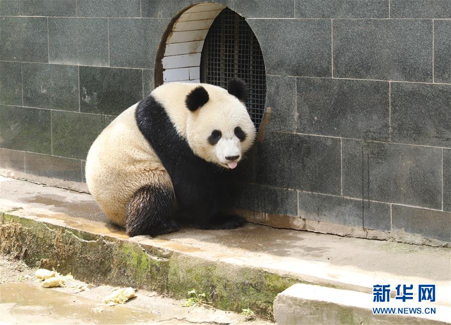 （社会）（7）大熊猫“如意”“丁丁”即将启程赴俄罗斯