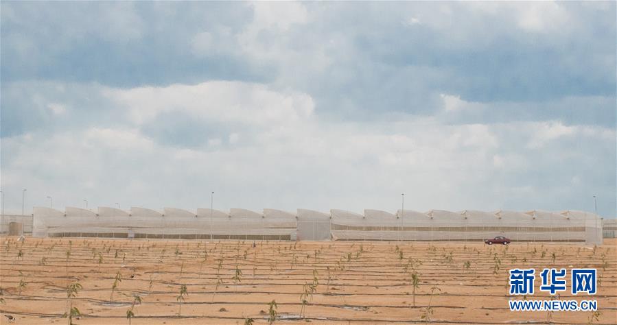 （国际·“一带一路”高峰论坛·图文互动）（2）荒漠正在成为瓜果飘香的绿洲——记中国国机重工埃及现代农业温室项目