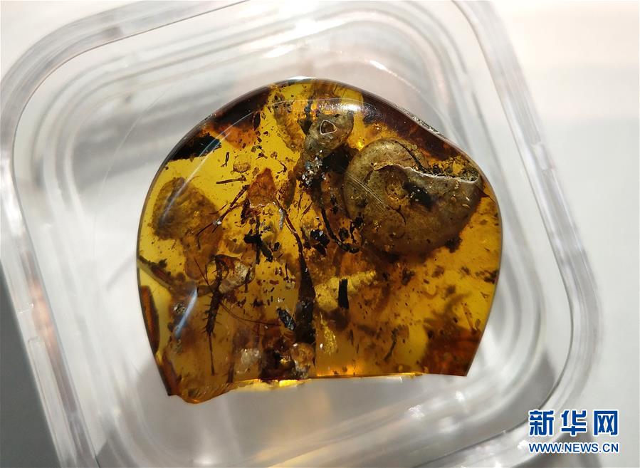 （图文互动）（1）中国科学家在琥珀中发现史前海洋动物