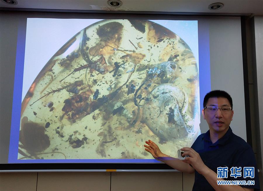 （图文互动）（2）中国科学家在琥珀中发现史前海洋动物