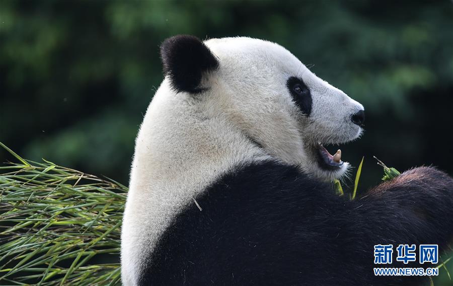 （社会）（1）旅美大熊猫“白云”“小礼物”回到家乡四川