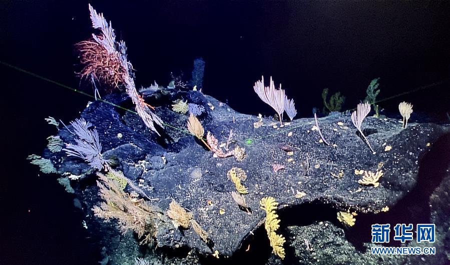 （图文互动）（3）“科学”号在马里亚纳海沟发现多处罕见“海底花园”