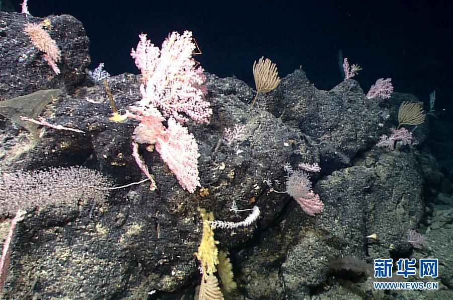（图文互动）（6）“科学”号在马里亚纳海沟发现多处罕见“海底花园”