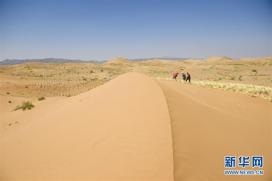 （环境）（2）宁夏中卫：草方格扎出的沙漠绿意