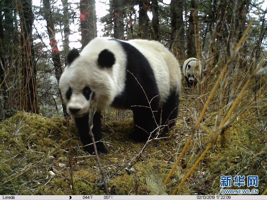 （图文互动）（2）四川黄龙自然保护区红外相机拍摄到大熊猫带崽活动