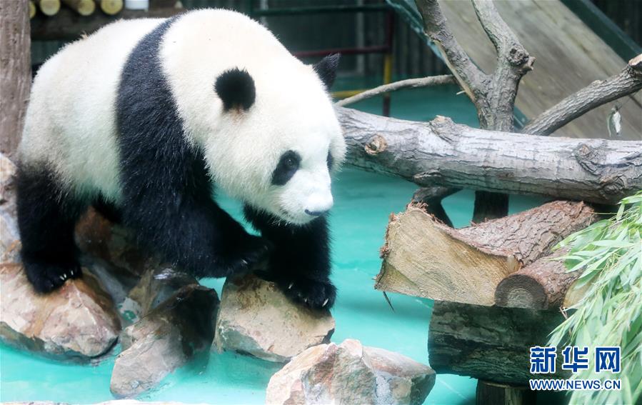 （社会）（5）大熊猫“风光兄弟”光临上海