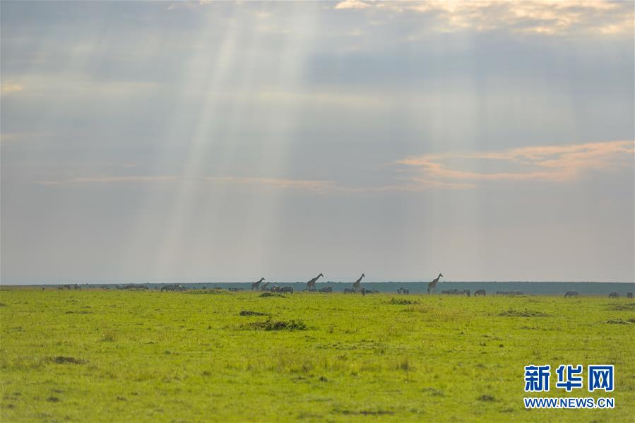 （国际）（15）肯尼亚马赛马拉国家保护区掠影