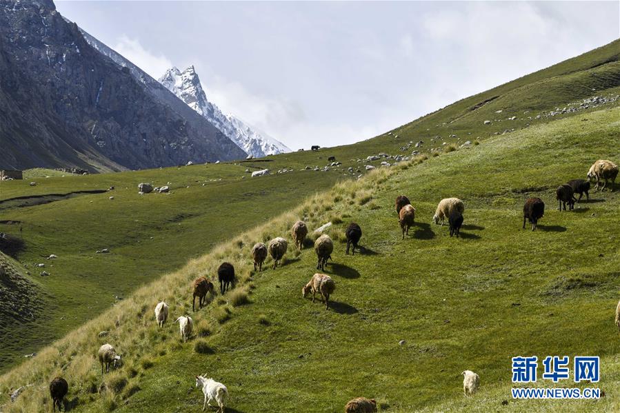 （环境）（2）新疆塔什库尔干：“云端牧场”生态美