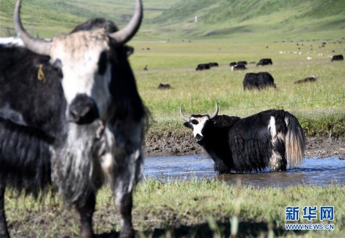 （经济）（9）四川藏乡牦牛产业升级助牧民增收