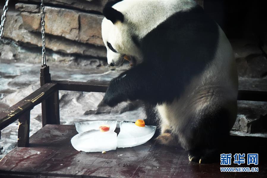 （社会）（5）大熊猫：空调房里乐享清凉一夏