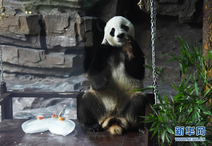 （社会）（9）大熊猫：空调房里乐享清凉一夏
