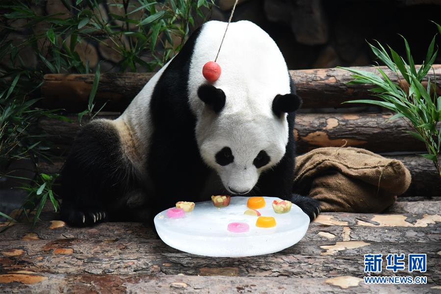 （社会）（4）大熊猫：空调房里乐享清凉一夏