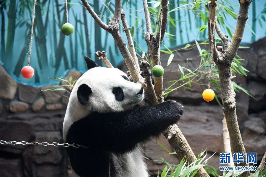 （社会）（2）大熊猫：空调房里乐享清凉一夏