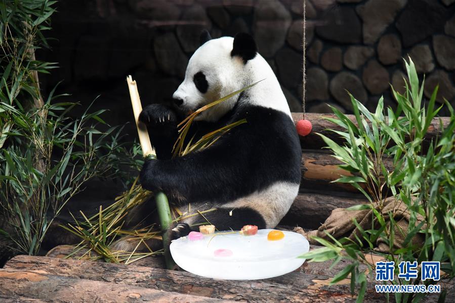 （社会）（7）大熊猫：空调房里乐享清凉一夏