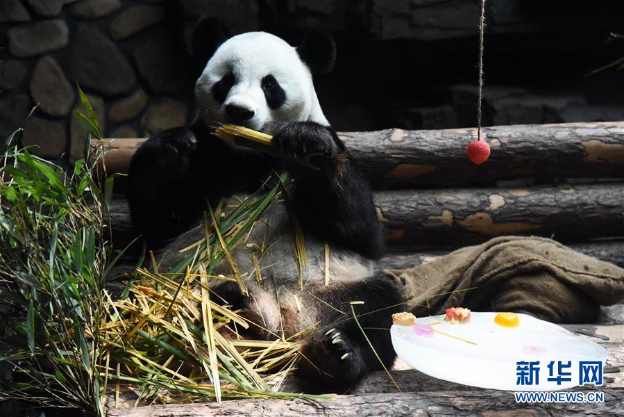 （社会）（8）大熊猫：空调房里乐享清凉一夏