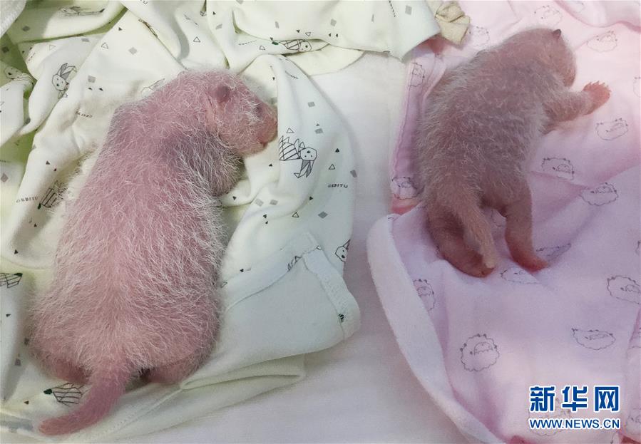 （图文互动）（2）重庆动物园两只大熊猫同日诞下双胞胎