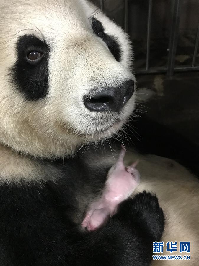 （图文互动）（3）重庆动物园两只大熊猫同日诞下双胞胎