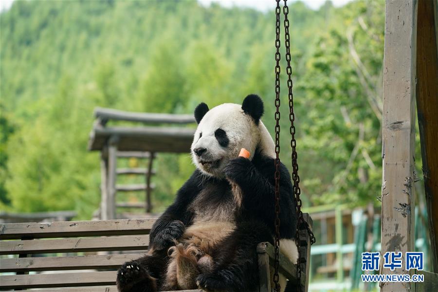 （社会）（8）大熊猫姐弟北上 “乐不思蜀”