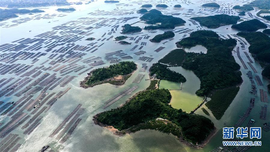 （经济）（5）广西钦州建海洋牧场 打造生态“蓝色粮仓”