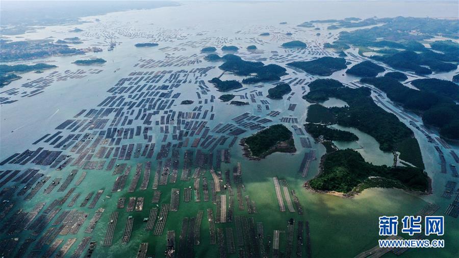 （经济）（6）广西钦州建海洋牧场 打造生态“蓝色粮仓”