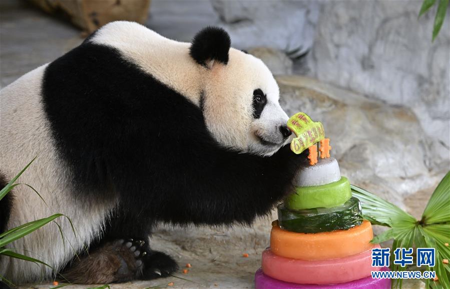 （社会）（5）大熊猫兄弟的“生日派对”