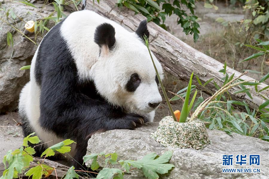 （国际）（1）大熊猫园园在维也纳迎来20岁生日
