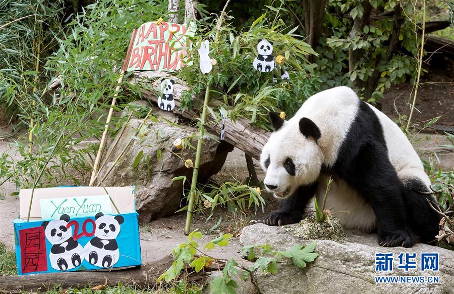 （国际）（4）大熊猫园园在维也纳迎来20岁生日