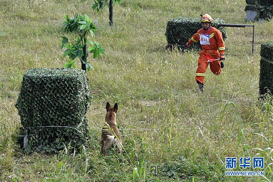 （社会）（2）全国消防救援队伍搜救犬技术比武在济南举行