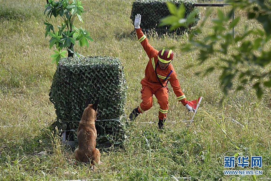 （社会）（3）全国消防救援队伍搜救犬技术比武在济南举行