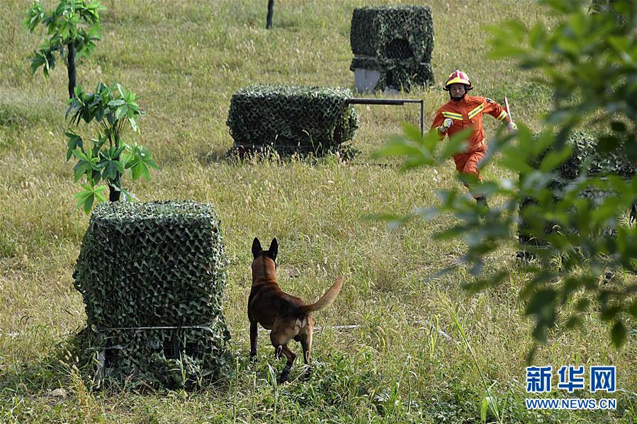 （社会）（4）全国消防救援队伍搜救犬技术比武在济南举行