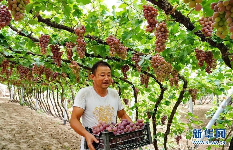 （经济）（4）河北怀来：葡萄飘香惠农家