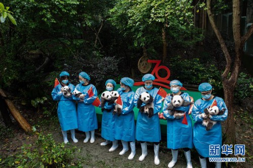 （社会）（4）成都：7只新生大熊猫齐亮相