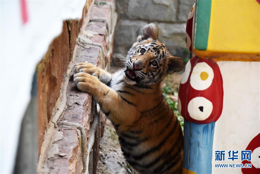 （社会）（1）济南动物园人工饲养孟加拉虎宝宝茁壮成长