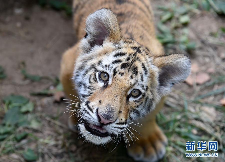 （社会）（2）济南动物园人工饲养孟加拉虎宝宝茁壮成长