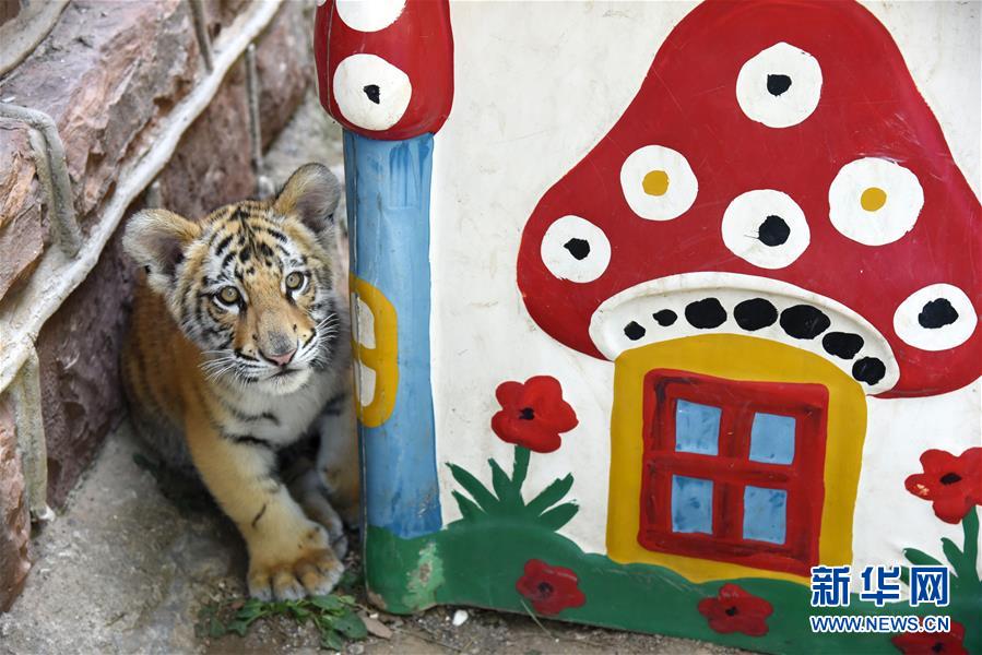 （社会）（5）济南动物园人工饲养孟加拉虎宝宝茁壮成长