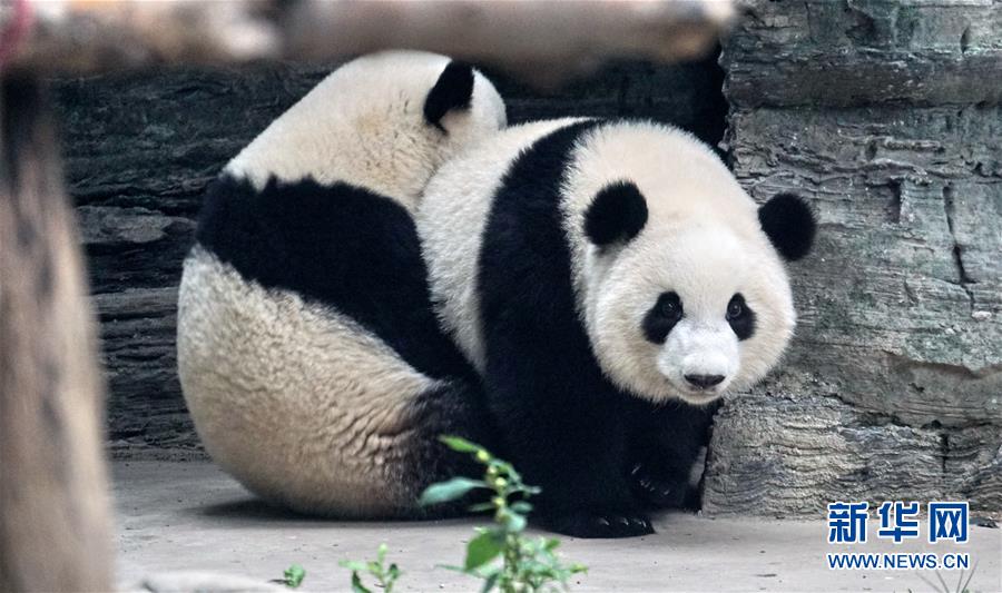 （社会）（5）双胞胎大熊猫“萌宝”和“萌玉”落户北京动物园