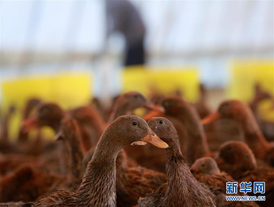 （社会）（4）蛋鸭养殖助脱贫