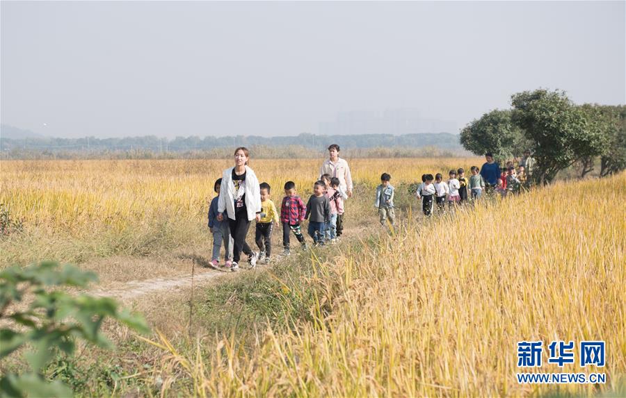 （经济）（3）浙江湖州：千亩稻田迎丰收