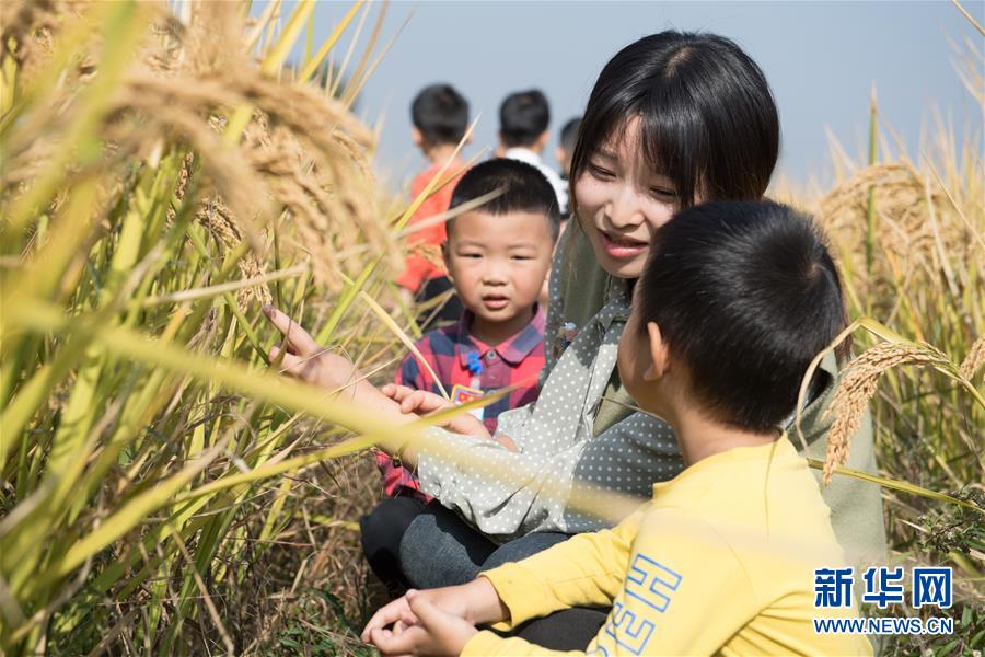 （经济）（4）浙江湖州：千亩稻田迎丰收