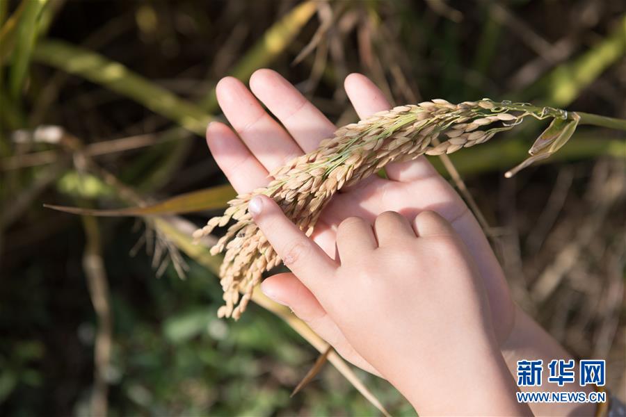 （经济）（5）浙江湖州：千亩稻田迎丰收