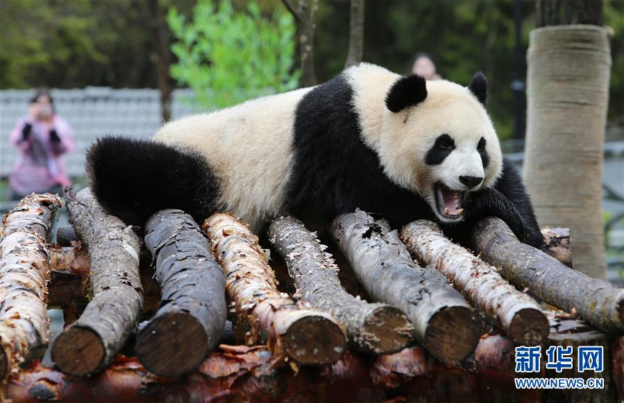 （社会）（1）甲勿海大熊猫保护研究园开园