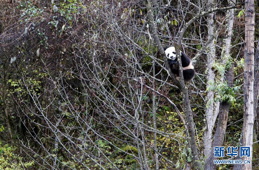 （社会）（2）甲勿海大熊猫保护研究园开园