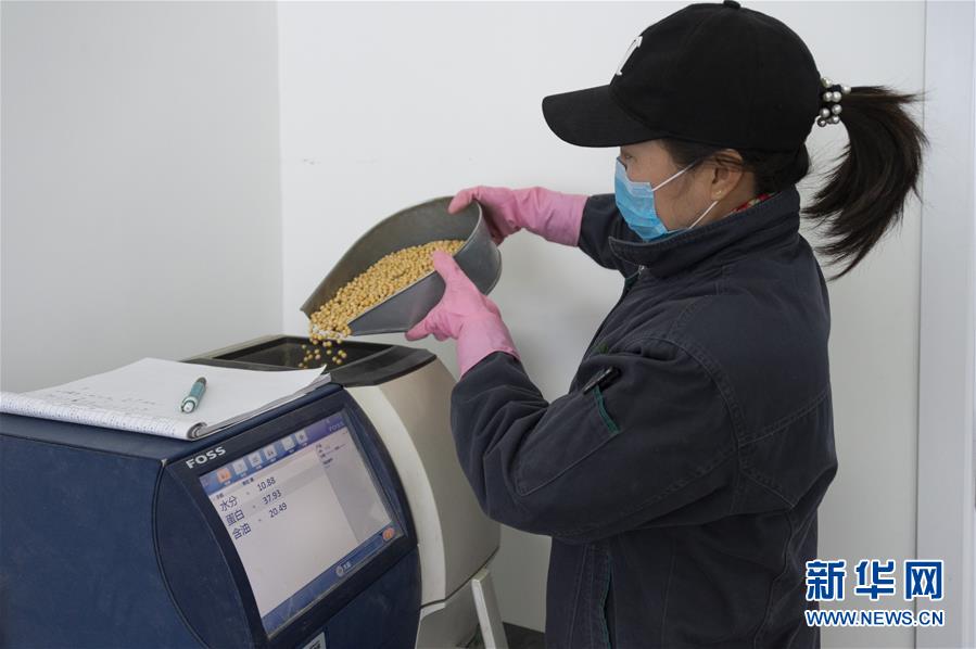（经济）（2）黑龙江：新粮收购有序展开