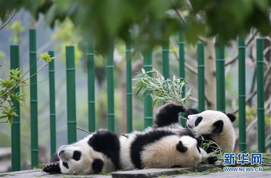 （图文互动）（1）2019大熊猫最新数据发布：全球圈养大熊猫数量达600只